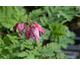 Dicentra formosa Luxuriant