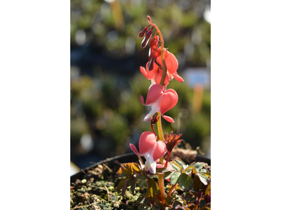 Dicentra spectabilis