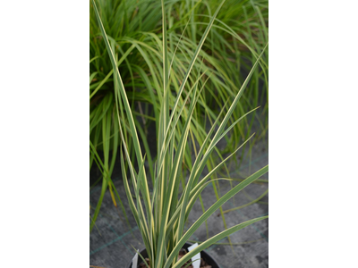 Dietes bicolor