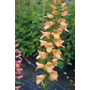 Digiplexis Illumination Apricot