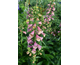 Digitalis Arctic Fox Rose