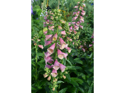 Digitalis