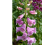 Digitalis Dalmatian Rose