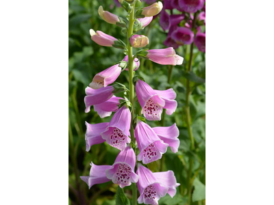 Digitalis