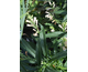 Digitalis Glory of Roundway