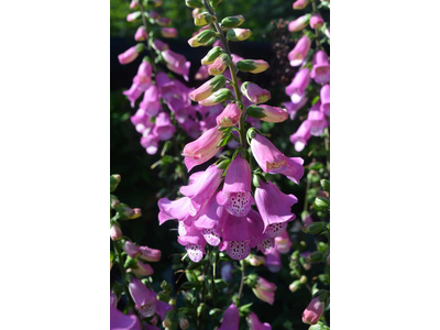 Digitalis