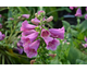 Digitalis purpurea Virtuoso Rose Compact
