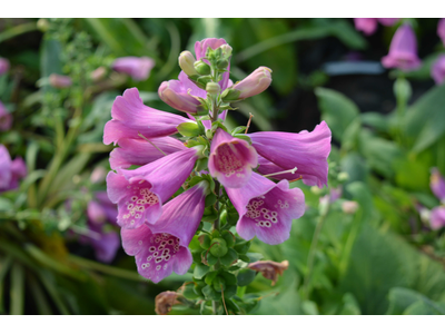 Digitalis purpurea