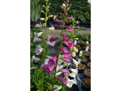 Digitalis purpurea