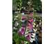 Digitalis purpurea