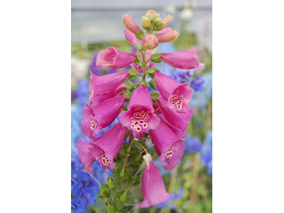 Digitalis purpurea