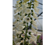 Digitalis purpurea Camelot White