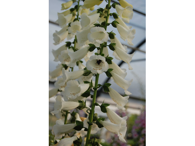 Digitalis purpurea