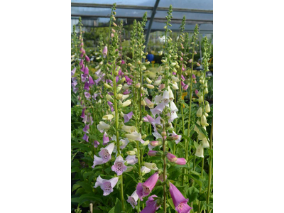 Digitalis purpurea