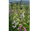 Digitalis purpurea Foxy