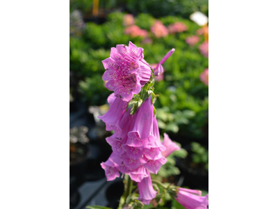 Digitalis purpurea