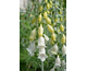 Digitalis purpurea ssp.heywoodii Silver Fox