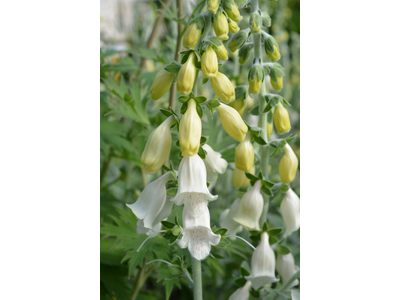 Digitalis purpurea ssp.heywoodii