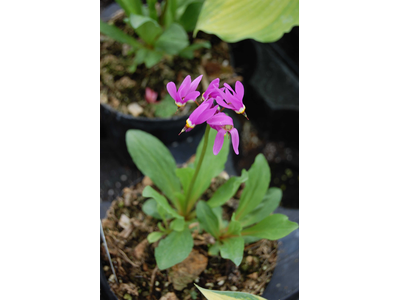 Dodecatheon jefferyi