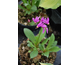Dodecatheon jefferyi None
