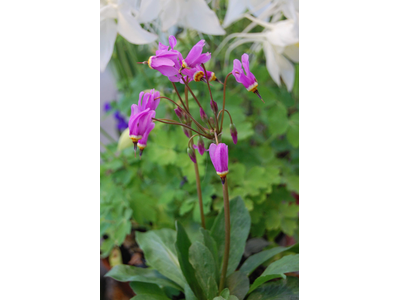 Dodecatheon meadia