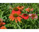 Echinacea Artisan mix