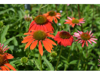 Echinacea