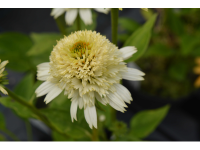 Echinacea