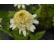 Echinacea Greenline ®