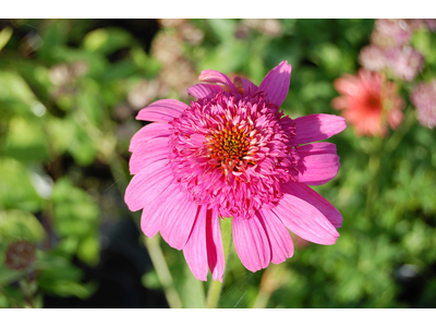 Echinacea