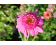 Echinacea Gum Drop ®