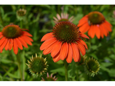 Echinacea