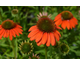 Echinacea Lakota Orange