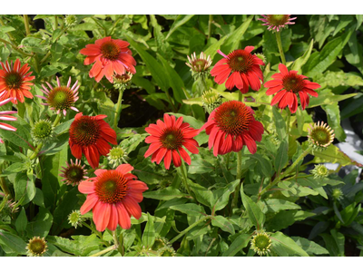 Echinacea