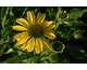 Echinacea Papallo ® Classic Lemon