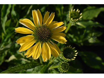 Echinacea