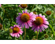 Echinacea Papallo ® Compact Rose