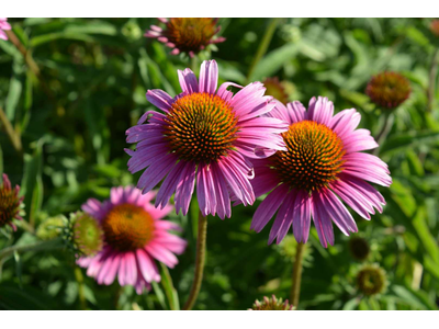 Echinacea