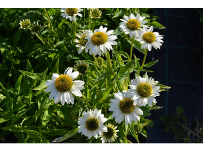 Echinacea