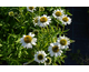 Echinacea Papallo ® Compact White