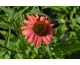 Echinacea Papallo ® Power Coral Orange