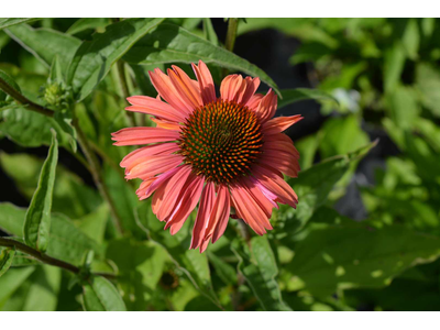 Echinacea