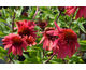 Echinacea Papallo ® Semi Double Cherry