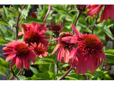 Echinacea