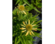 Echinacea Papallo ® Semi Double Peach