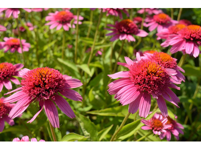 Echinacea