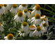 Echinacea Polar Breeze