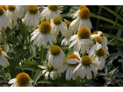 Echinacea