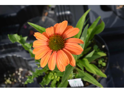 Echinacea