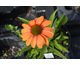 Echinacea Prima Ginger ®